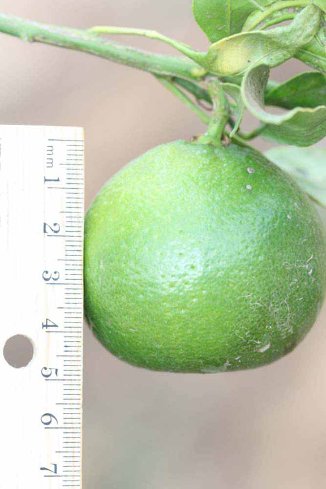            Immature fruit (Riverside, CA)   